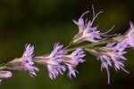 Fewflower blazing star